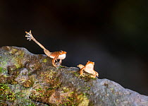 Kottigehar dancing frog (Micrixalus kottigeharensis), male waving foot and calling , territorial behaviour. Agumbe, Western Ghats, India. Endemic.