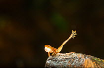 Kottigehar dancing frog (Micrixalus kottigeharensis), male waving foot, mating behaviour, Agumbe, Western Ghats, India. Endemic.