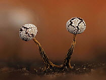 Slime mould (Physarum robustum), in mature reproductive phase. Close-up of erupted fruiting bodies (sporangia), bearing thousands of spores. UK. The much smaller fruiting bodies in the bottom of the f...