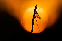 Mayfly (Ephemera danica) silhouetted at sunset, River Frome, Dorchester, Dorset, England, UK.