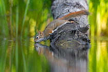 American Red squirrel (Tamiasciurus hudsonicus) on tree trunk drinking in a beaver pond. Acadia National Park, Maine, USA.