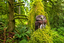 Northern Pygmy owl (Glaucidium californicum) fledgling, Oregon, USA . June.