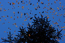 Monarch butterflies (Danaus plexippus) flying during a warm morning. When the overwintering period draws to an end large numbers become active. Michoacan, Mexico, February.