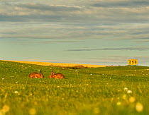 European hare, (Lepus europaeus), in grassland - golf driving range, UK