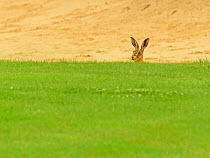 European hare, (Lepus europaeus), in golf course bunker, UK