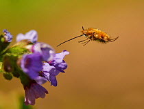 Dark-edged bee fly (Bombylius major) feeding Wales, UK