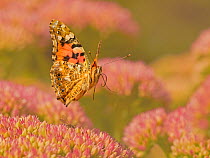 Painted lady butterfly (Vanessa cardui) flying over sedum (Hylotelephium) in a garden. Wales, UK. August.