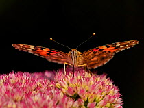 Painted lady butterfly (Vanessa cardui) feeding on sedum (Hylotelephium) in a garden. Wales, UK. August.