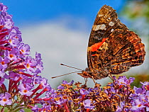RF - Red Admiral butterfly (Vanessa atalanta) feeding on buddleia, Wales, UK. July. (This image can be sold as Rights managed or Royalty free).