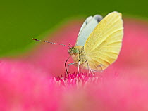 RF - Small white butterfly (Pieris napi) feeding on sedum Wales, UK. September. (This image can be sold as Rights managed or Royalty free).