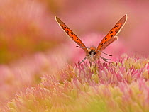 RF - Small Copper butterfly (Lycaena phlaeas) feeding on sedum, Wales, UK. September. (This image can be sold as Rights managed or Royalty free).
