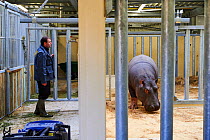 Hippopotamus (Hippopotamus amphibius) and his keeper in an indoor enclosure. Beauval Zoo, Saint-Aignan, France.