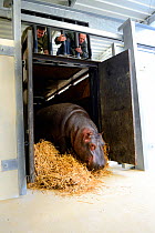 Hippopotamus (Hippopotamus amphibius) walking out of its transport crate to go to its indoor pool, observed by zookeepers, Beauval Zoo, Saint-Aignan, France.