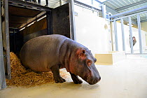 Hippopotamus (Hippopotamus amphibius) walking out of its transport crate to go to its indoor pool. Beauval Zoo, Saint-Aignan, France.
