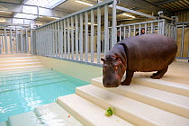 Hippopotamus (Hippopotamus amphibius) walking down steps to an indoor pool after its arrival at the zoo, observed by zookeepers, before it enters the new hippo enclosure, Beauval Zoo, Saint-Aignan, Fr...