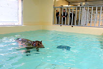 Hippopotamus (Hippopotamus amphibius) swimming in an indoor pool after its arrival at the zoo, observed by zookeepers, before it enters the new hippo enclosure, Beauval Zoo, Saint-Aignan, France.