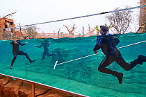 Zookeepers cleaning the hippo tank, Beauval Zoo, Saint-Aignan, France.