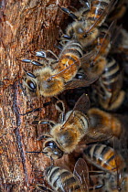 Honey bee (Apis mellifera) worker bees isolate wall inside their nest cavity, close to the entrance, with propolis or bee glue, Germany.