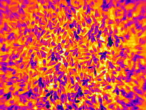 Honey bee (Apis mellifera), brood comb photographed with thermal camera. Cooler parts appear dark in colour while warmer parts appear bright. Very bright spots show worker bees heating brood cells wit...