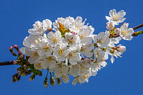 Sweet Cherry (Prunus avium) flowers, Germany. April.