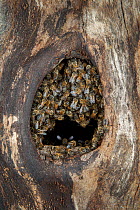Honey bee (Apis mellifera) colony closing nest entrance to their hive inside an old black woodpecker nest cavity as viewed from outside, Germany.