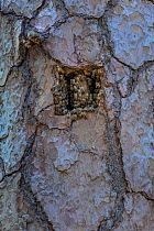 Entrance of a tree bee hive, cut into living pine for tree bee keeping. Tree hive beekeeping is a traditional practice dating back 1000 years, Poland.