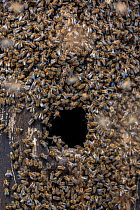 Honey bee (Apis mellifera) colony beginning to establish a hive inside an old black woodpecker nest cavity as viewed from outside, Germany