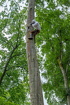 Wildlife Photographer Ingo Arndt taking pictures of natural nesting Honey bees (Apis mellifera), 20 metres high up a Beech tree, for his photo project on honey bees, Germany.