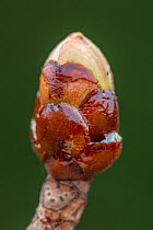 Chestnut bud (Aesculus hippocastanum), used by Honeybees (Apis mellifera) in making propolis or &#39;bee glue&#39;, Germany