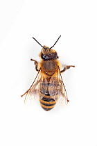 Honey bee (Apis mellifera) worker bee, Germany.