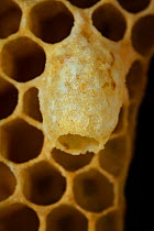 Honey bee (Apis mellifera) brood cell of queen containing larvae, Germany