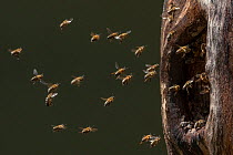 Honey bee (Apis mellifera) swarm entering an old Black woodpecker nest cavity in a hollow tree to build their hive, Germany.