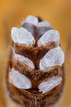 Honey bee (Apis mellifera), worker bee with wax scales excreted at the underside of the abdomen. Germany