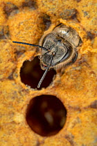 Honey bee (Apis mellifera) hatching out of brood cell, Germany.