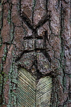 Trees used for Tree Beekeeping are marked with a unique family mark called &#39;tamga&#39; which is carved into the bark at the base of the tree. Tree hive beekeeping is a traditional practice that da...
