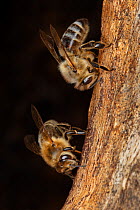 Honey bee (Apis mellifera) workers cleaning the wall around the entrance of their tree hole beehive as seen from within the cavity, Germany.