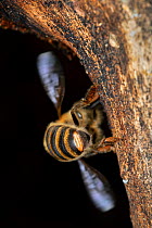 Honey bee (Apis mellifera) worker setting a scent track for other bees to find the way to their new beehive inside a tree hole cavity, Germany.
