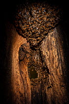 Honey bee (Apis mellifera) colony building a beehive inside an old black woodpecker nest cavity, forming a &#39;ball&#39; at the top, Germany.