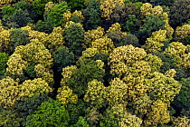 Aerial photo of flowering European Lime trees (Tilia x europaea) which are an important food source for Honey bees (Apis mellifera), Germany. June.