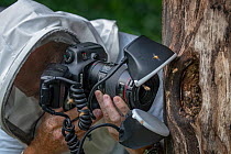 Wildlife Photographer Ingo Arndt taking pictures of Honeybees (Apis melifera) at the entrance of their tree-hole hive, Germany.
