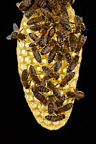 Honey bee (Apis mellifera), workers on newly built honeycomb, Germany