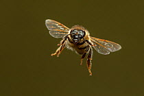 Honey bee (Apis mellifera), in flight, Germany.