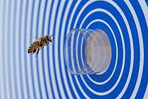 Honey bee (Apis mellifera) returning to bee hive during an experiment for optical orientation and memory, Germany.
