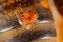 Honey bee (Apis mellifera) infested with Honey bee mite (Varroa destructor), Germany