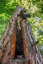 Tree Beekeeping of Honey bees (Apis mellifera) cut into living pine, opened. Tree hive beekeeping is a traditional practice that goes back 1000 years, Poland.