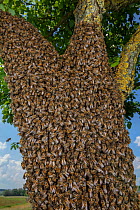 Honey bees (Apis mellifera) swarming on a tree trunk, Germany.