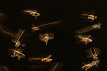 Honey bees (Apis mellifera), in flight, Germany