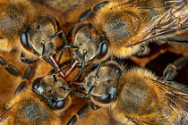 Honey bees (Apis mellifera), workers exchanging food on honeycomb, Germany