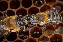 Honey bee (Apis mellifera) worker bee feeding drone, Germany.