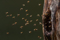 Honey bees (Apis mellifera) starting a beehive in a tree nest cavity, Germany.